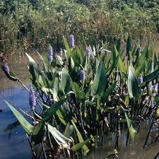 Image result for Pontederia