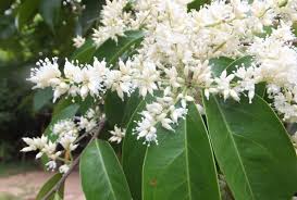 Image result for Phyllocosmus