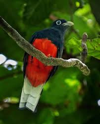 🇨🇷Fauna de mi Majestuoso País🇨🇷 📍Costa Rica