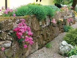Naturstein Trockenmauer Bepflanzen Geignete Pflanzen Fur Mauerfugen Naturstein Trockenmauer Bepflanzen Backyard Landscaping Rock Wall Gardens Hardscape