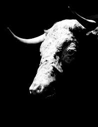 Pin By Elena Kraft On Toros Bull Pictures Bull Art Animal Photography