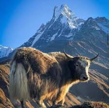 Our highly trained chefs pride themselves on creating a unique culinary experience combining traditional. Red Panda Home Burlington Vermont Menu Prices Restaurant Reviews Facebook