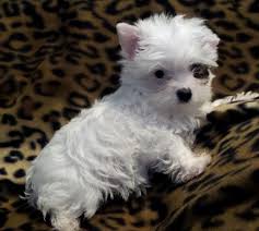Dog clothes winter hoodie chihuahua clothes dog clothing for puppy yorkie coat. Funny Teacup Parti Yorkie Puppies For Sale L2sanpiero