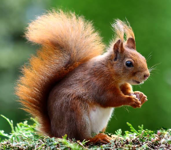 Eichhörnchen - BUND Naturschutz Kreisgruppe München