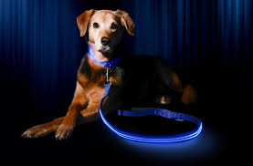 Illumiseen Led Dog Leash Usb Rechargeable Your Dog Will Be More Visible And Safe 6 Colors Red Blue Green Pink Orang Dog Leads Leash Led Dog Collar Dog Leads