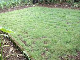 Rumput taman satu ini sangat ideal untuk mengendalikan risiko erosi di lahan. Jual Rumput Jepang Di Bsd Serpong Tukang Taman Serpong Tlp 081380548055