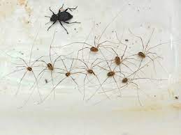 Cellar spiders build loose, irregular, tangled webs in corners. What Eats Daddy Longlegs Sciencing
