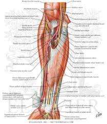 The muscle cells of skeletal muscles are much longer than in the other types of muscle tissue, and are often known as muscle fibers. Atlas Of Human Anatomy 2nd Edition