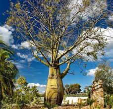 Mystical Gardens And Sculptures Tour Brachychiton Rupestris Bottle Tree Tree
