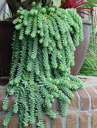 Pin On Succulents