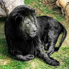 Black Is Beautiful 27 Stunning Animals With Melanism Melanistic Animals Unusual Animals Melanism