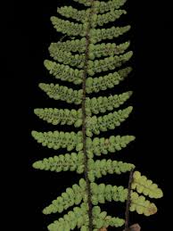 Image result for Amauropelta