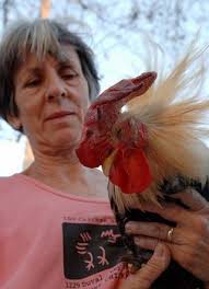 Hurricane Wilma] Key West, FL, November 4, 2005 -- Katha Sheehan, team  captain of the Rooster