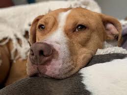 Please take a look at our available pets. Charlotte Shelter Pets Need Foster Parents During Coronavirus Charlotte Observer