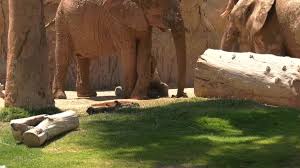 Watch as Reid Park Zoo's elephants play in the mud