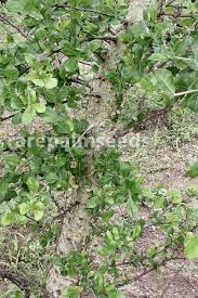 Image result for Grewia mildbraedii