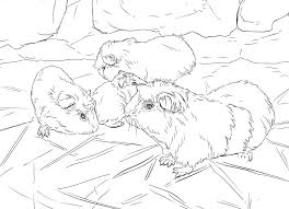 Maybe you would like to learn more about one of these? Guinea Pig Coloring Pages Free Printable Coloring Pages For Kids