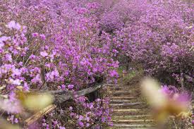 おんねゆ温泉つつじ祭り｜イベント｜【公式】北海道の観光・旅行情報サイト HOKKAIDO LOVE!