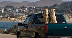 Check spelling or type a new query. Is It Legal To Ride In The Back Of A Pickup Truck Magnum Truck Racks