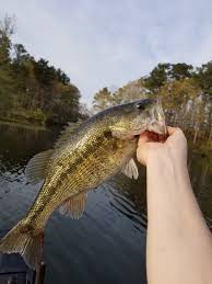 Additionally, the point starts off with some grass on a wide shallow flat before dropping at a breakline down to another deeper flat 24' deep that runs for almost 300'. Lay Lake Al Fishing Reports Map Hot Spots