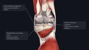 The knee joint is a synovial joint which connects the femur thigh bone the longest bone in the body to the tibia shin bone. The Unhappy Triad Anatomy Snippets Complete Anatomy