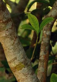 Image result for Voacanga africana