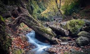 عکس های دیدنی از آبشار و جنگل کبودوال