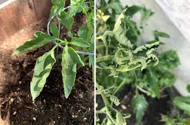 Tomato plants should be able to produce more fruit once the nitrogen levels return to ideal levels. Tomato Leaf Curl Why Are My Tomato Plant Leaves Curling