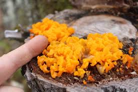 Check spelling or type a new query. Foraging Witch S Butter Mushroom