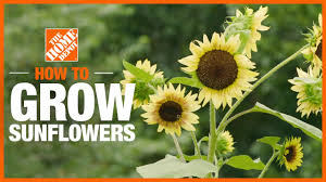 They are a fun, bright flower to grow and you can even harvest their edible seeds as well. How To Grow Sunflowers The Home Depot