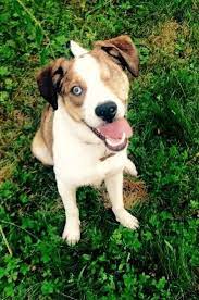 Adopt Ozzy Society Dog Cat Friendly One Eye Removed But Doesn T Slow Him Down At All On Petfinder Dogs Dog Cat Australian Shepherd Dogs