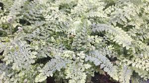 From 2 house rentals to 25 condo and apartment rentals, find a unique house rental for you to enjoy a. Bol Com Set 12 Stuks Zachte Naaldvaren Polystichum Set Herrenhausen