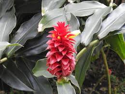 Image result for Costus