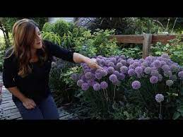 An Amazing Summer Bloomer Serendipity Allium Youtube Garden Answers Garden Answer Garden Videos
