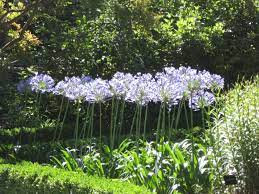 File Agapanthus Africanus Hrm1 Jpg Wikimedia Commons Agapanthus Part Sun Perennials Agapanthus Africanus