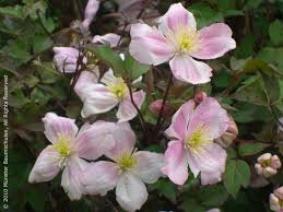 They're perennials, blooming in the spring and summer and dying back in the fall and winter, and can grow up to 20 feet (6.1 m) tall with lifespans of over 80 years. Gehlhaar Gartenbaumschule Hannover Pflanzen Kletterpflanzen Wildclematis Giant Star Clematis Montana Giant Star