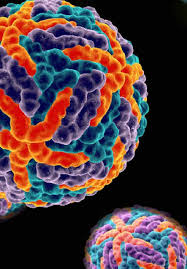 Rabies is fatal if the virus reaches if you're still haven't solved the crossword clue dangerous viral disease then why not search our database by the letters you have already! Diagnosis Of Dengue Strengths And Limitations Of Current Techniques And Prospects For Future Improvements Intechopen