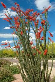 Each of our patterns are tested and proven. 15 Art Ideas Ocotillo Art Desert Art