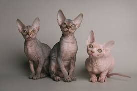 A hairless cat isn't everyone's idea of a great pet, but the sphynx cat has a growing and devoted fan base. 20 Breeds Cat S Domination Ideas Cats Breeds Bengal Cat