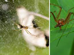 Southern house spiders pest control. Money Spiders How They Travel 100 Miles To Your Home And Why We Think They Make Us Rich Somerset Live