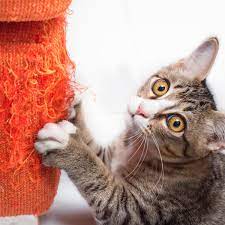 Here S How To Keep A Cat From Scratching The Furniture Cat Scratching Furniture Cat Scratching Cat Behavior