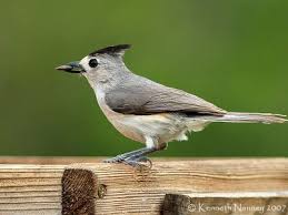 Black Bird With Long Tail Feathers In Texas Black Crested Titmouse North Central Texas Birds Birds Titmouse Central Texas