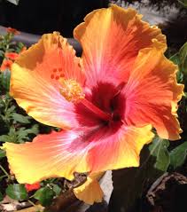 Orange Hibiscus In My Garden Hibiskus Blumen