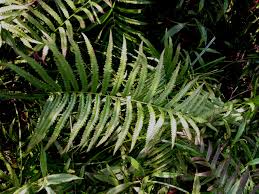 Image result for Cyclosorus striatus