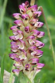 Image result for Chironia laxiflora