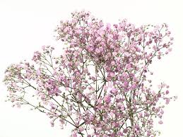Mar 31, 2021 · springtime baby names relate to the blooming of the season, including flower names as well as names that mean green and names that mean new. Baby S Breath Hot Pink Charlotte Flower Market