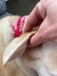 Image result for abscess dog's ear flap