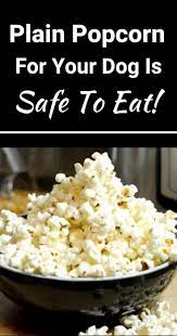 Plain Popcorn For Your Dog Is Safe To Eat Dog Eating Healthy Popcorn Can Dogs Eat