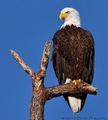 Bald Eagle Cape Coral Florida Http Rwolchesky Wordpress Com Cape Coral Florida Cape Coral Bird Hunting