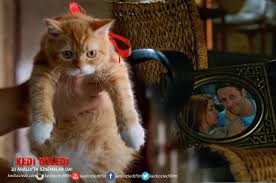 Kedi Ozledi Online Schauen Uhd 21 9 Downcfile